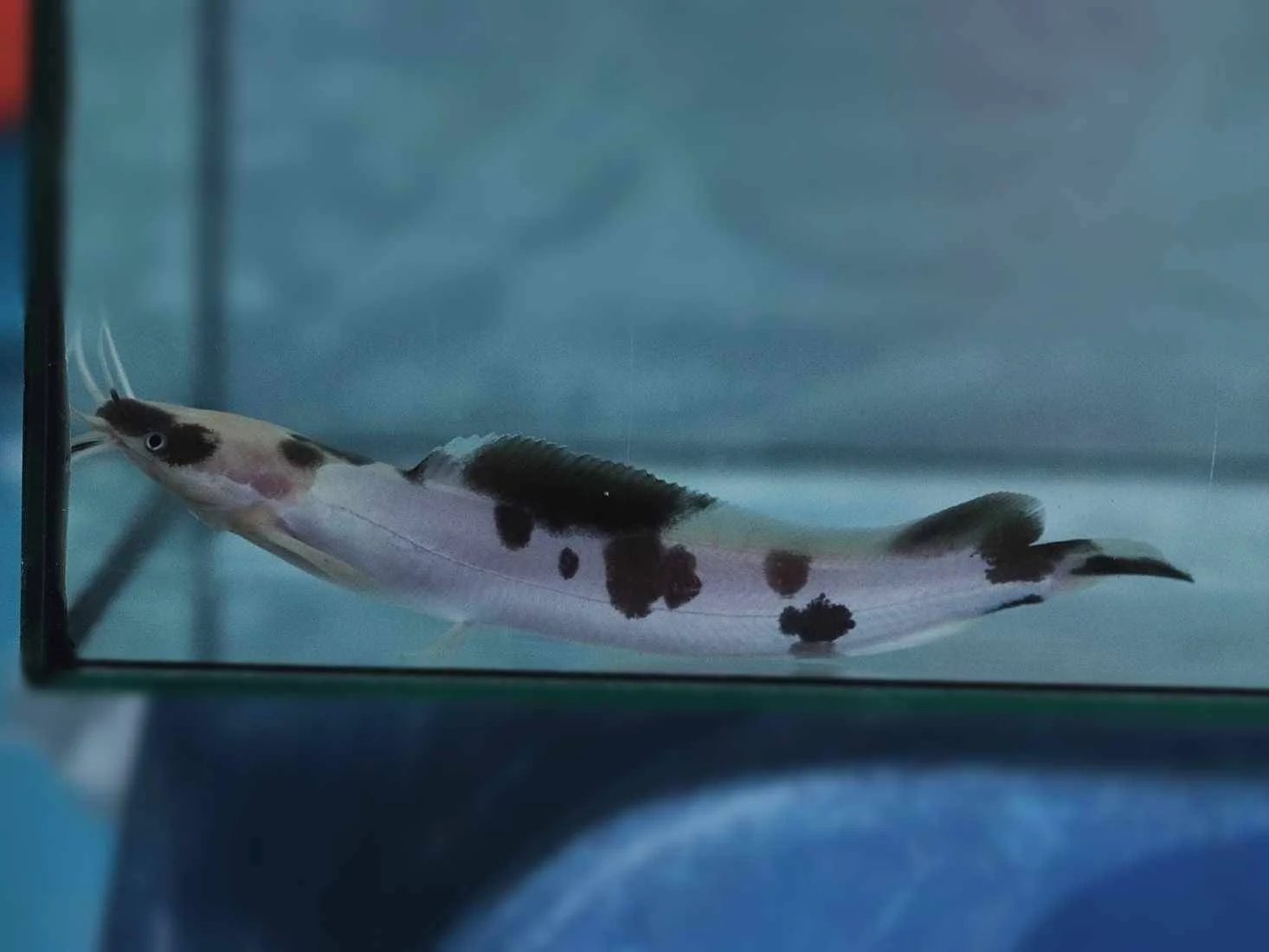 Premium Goldfish - high quality ornamental fish specimen 1