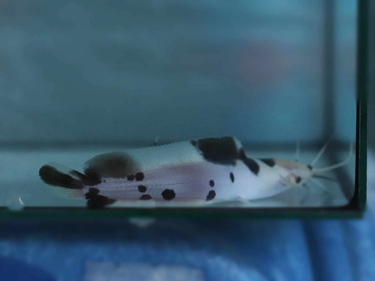 Premium Goldfish - high quality ornamental fish specimen 2