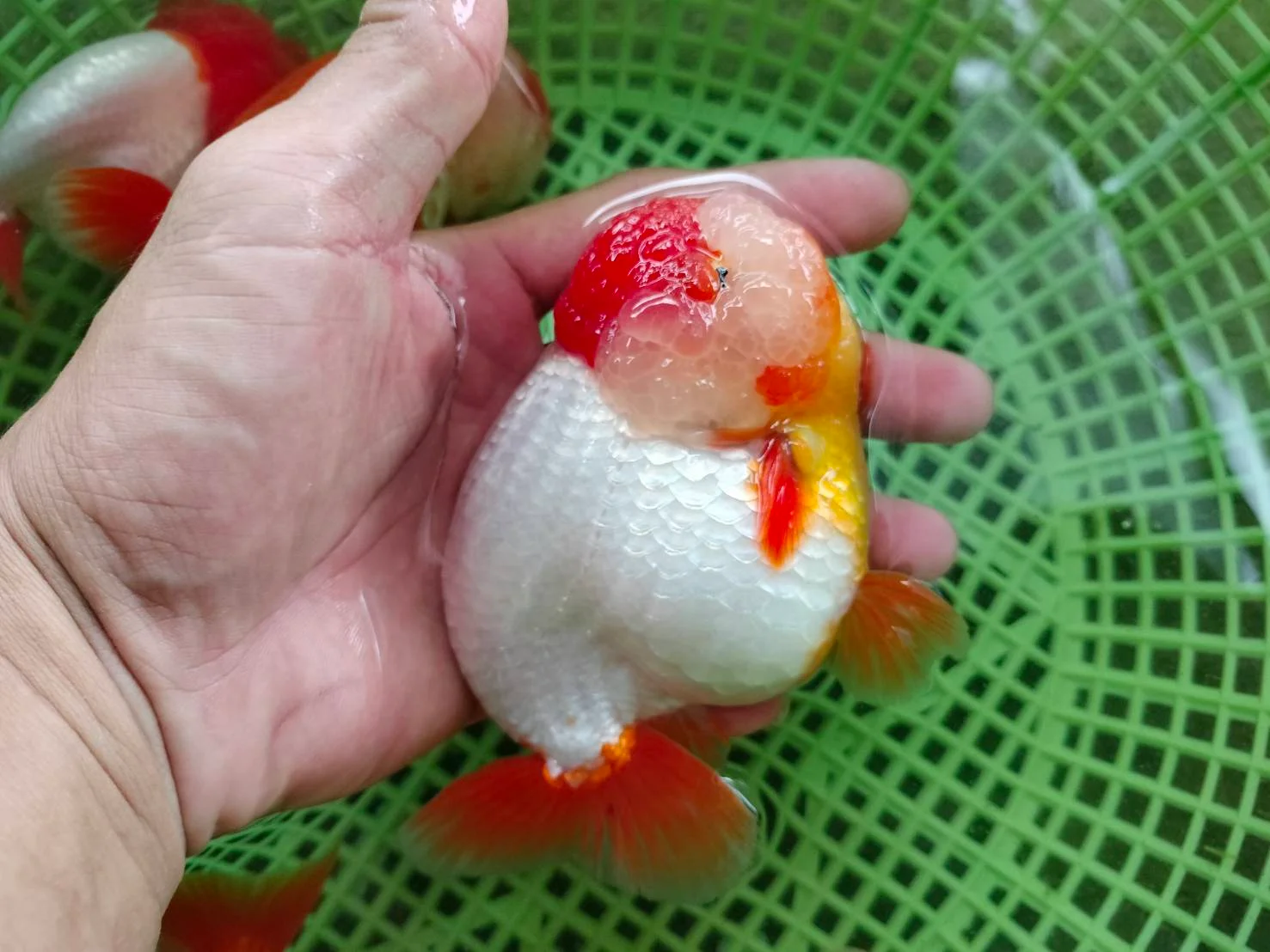 Tropical Catfish - high quality ornamental fish specimen 1