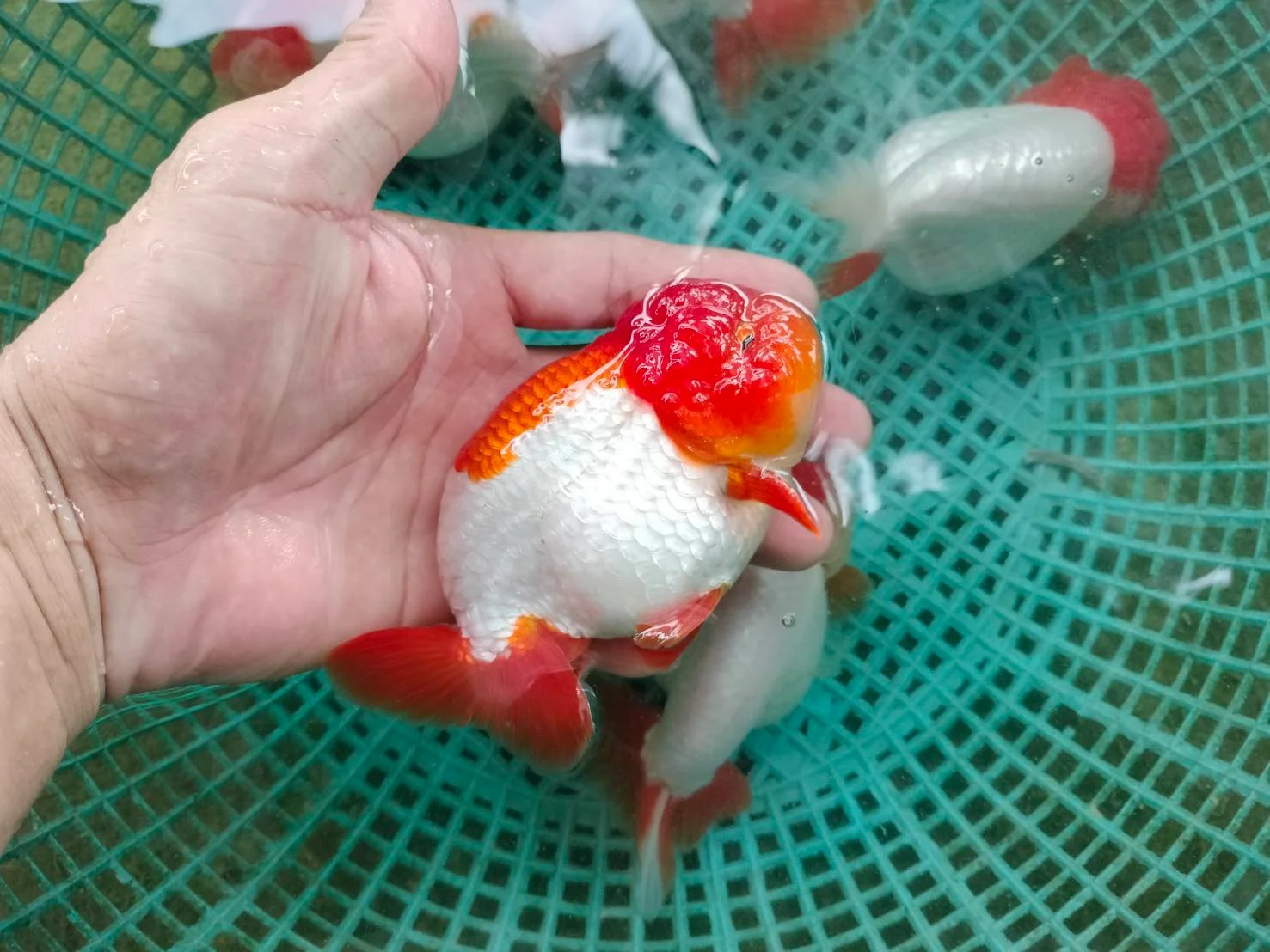 Tropical Catfish - high quality ornamental fish specimen 2