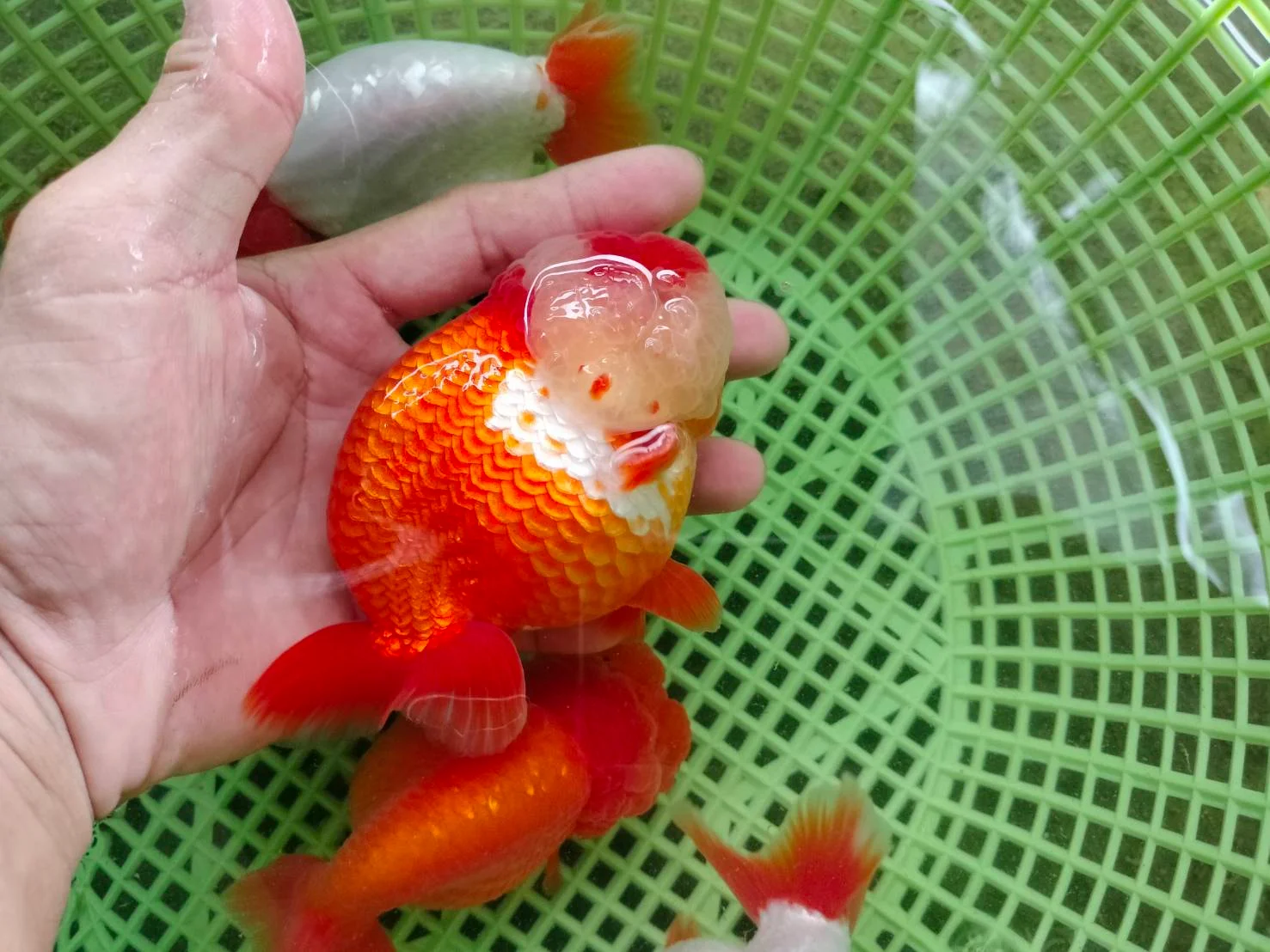 Tropical Catfish - high quality ornamental fish specimen 3