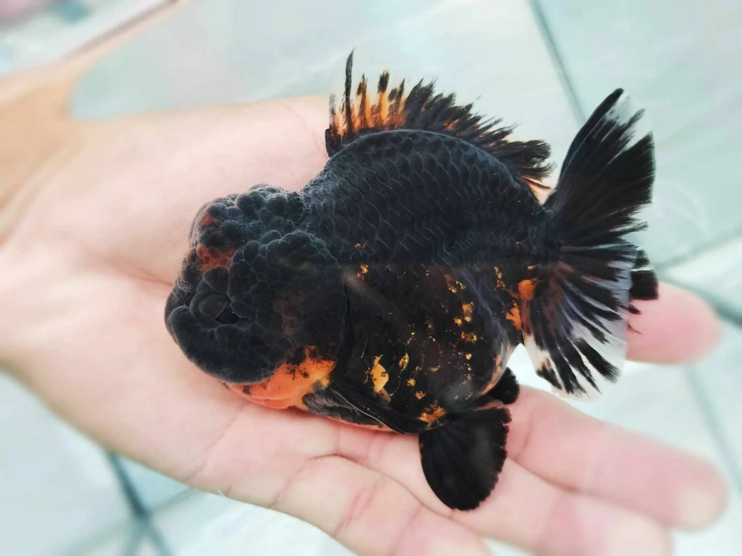 Ornamental Betta - high quality ornamental fish specimen 1