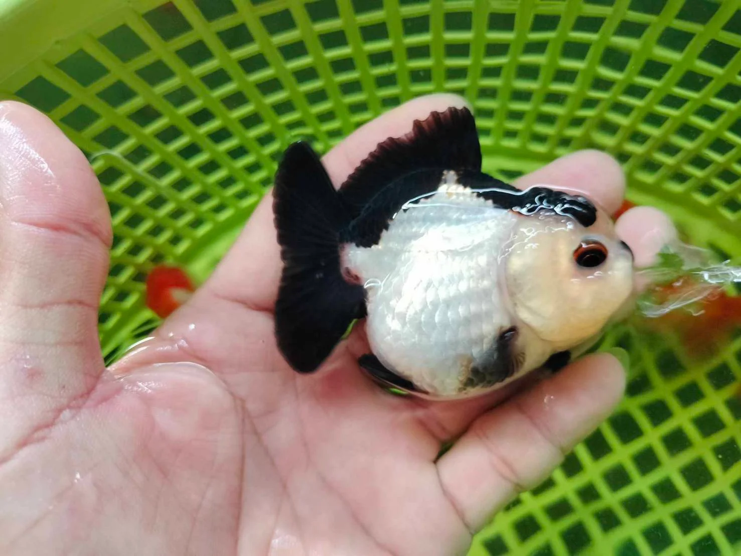 Ornamental Betta - high quality ornamental fish specimen 2