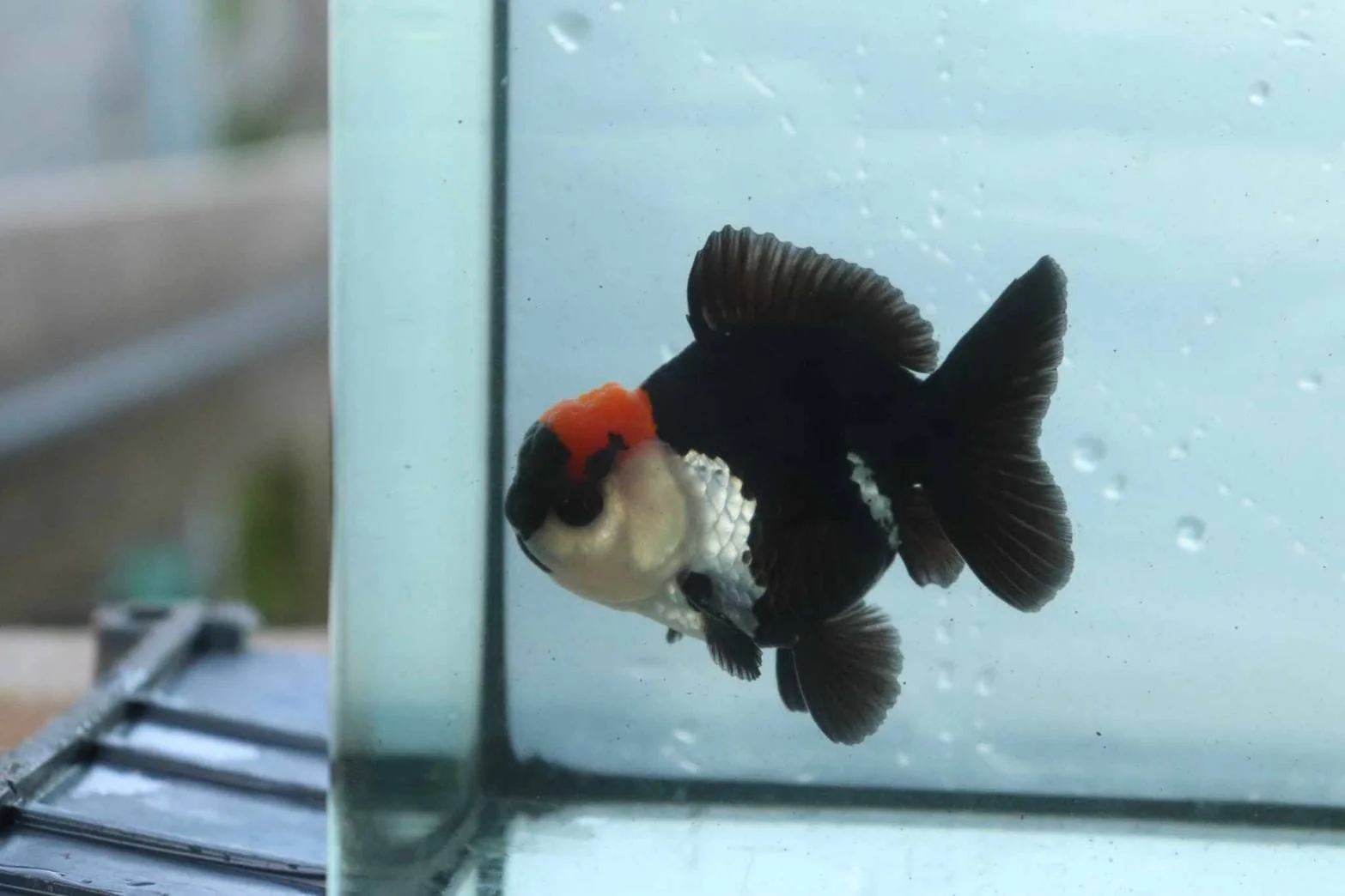 Ornamental betta fish quality showcase