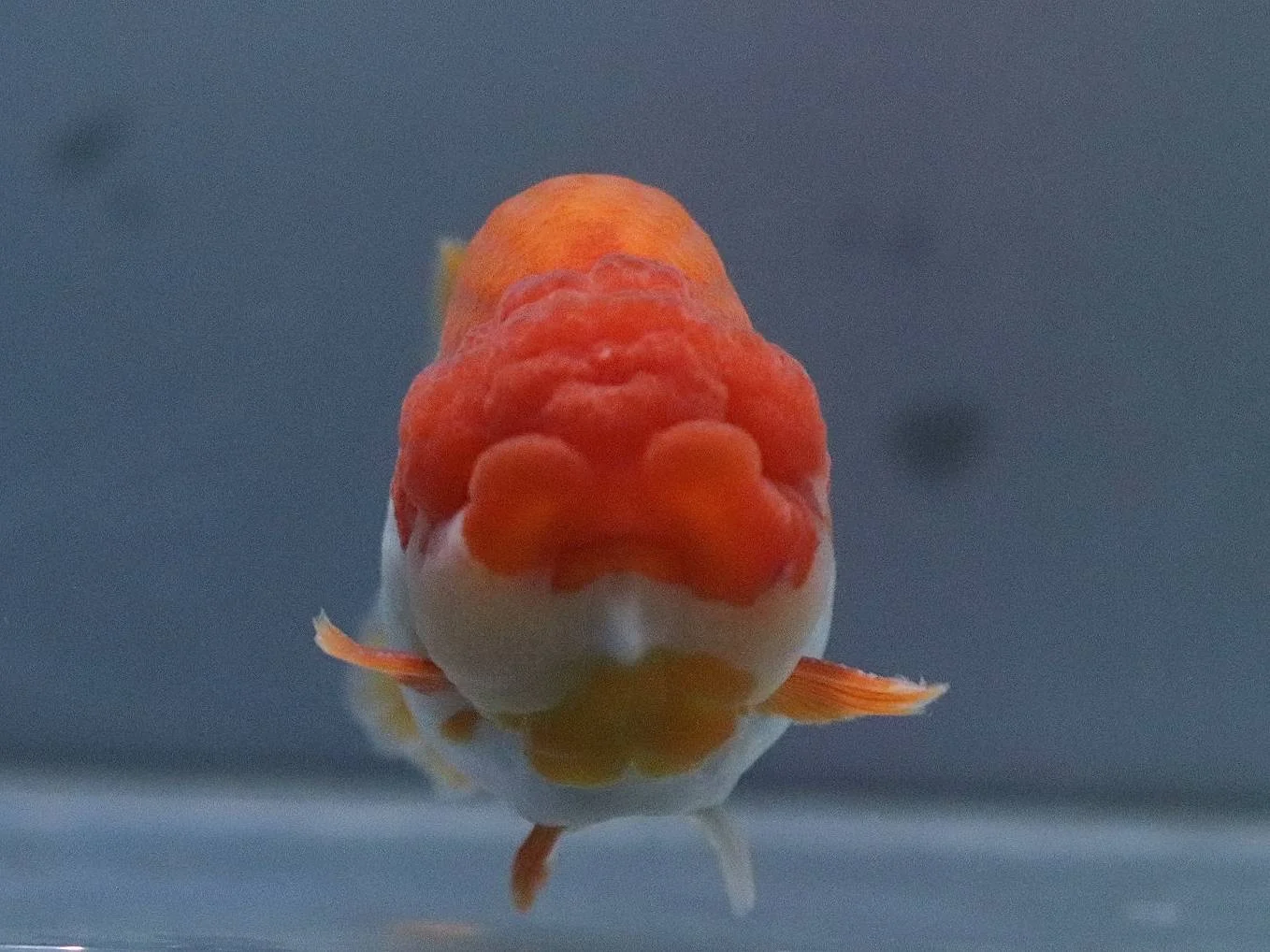 Ornamental Betta - high quality ornamental fish specimen 3