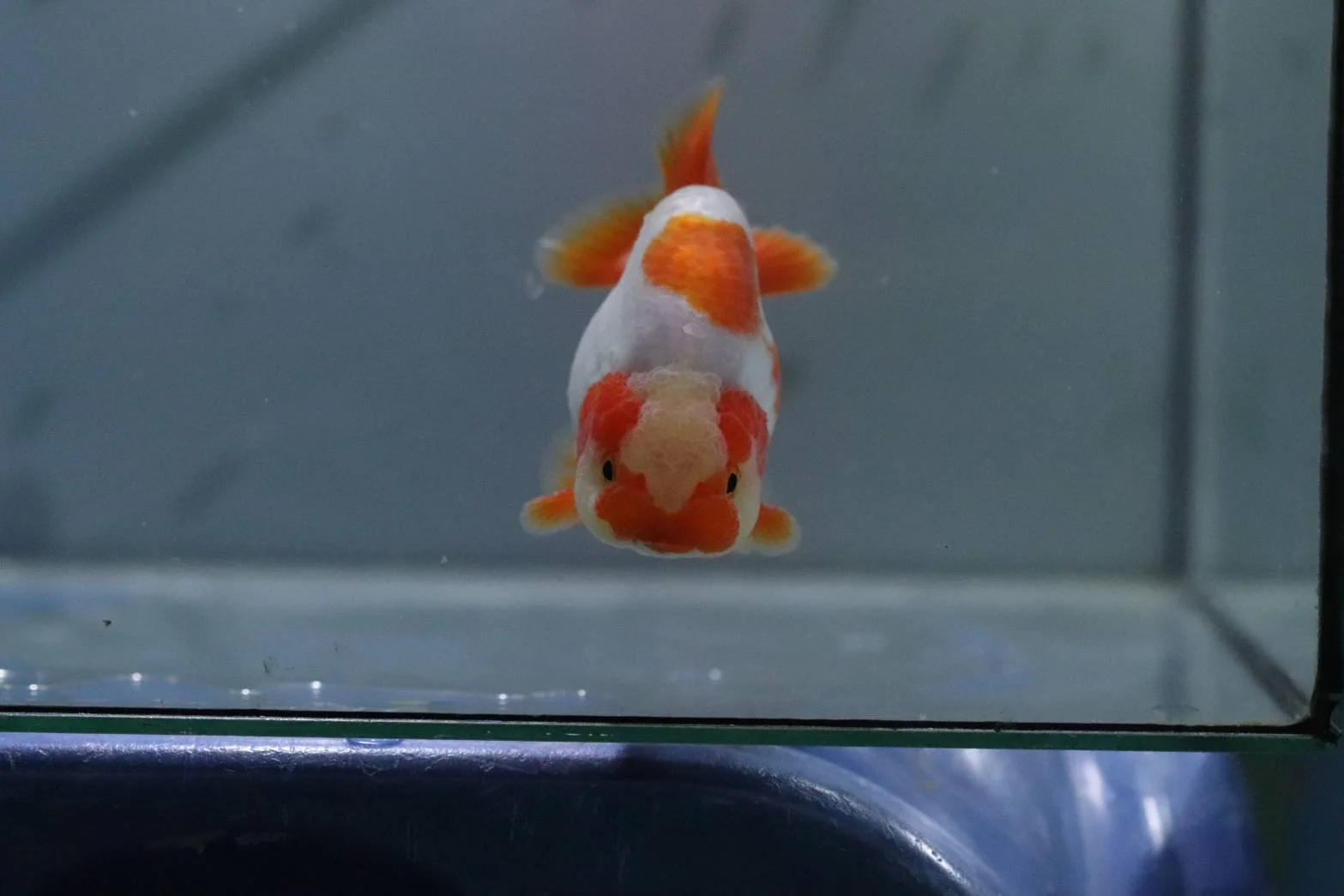 Exotic Fish Collection - high quality ornamental fish specimen 1