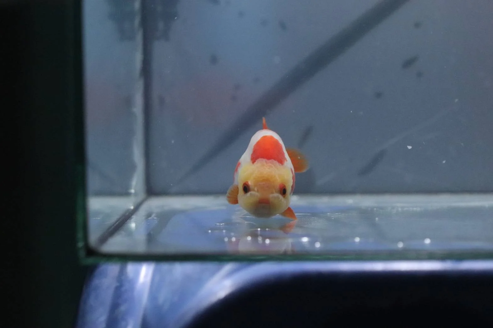 Exotic Fish Collection - high quality ornamental fish specimen 2