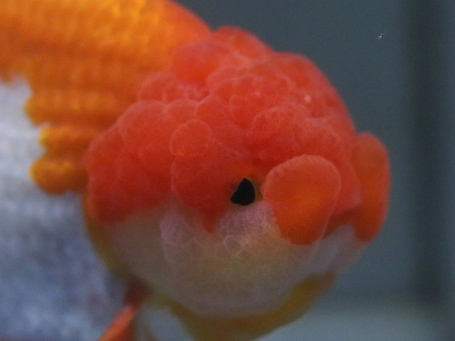 Exotic Fish Collection - high quality ornamental fish specimen 3