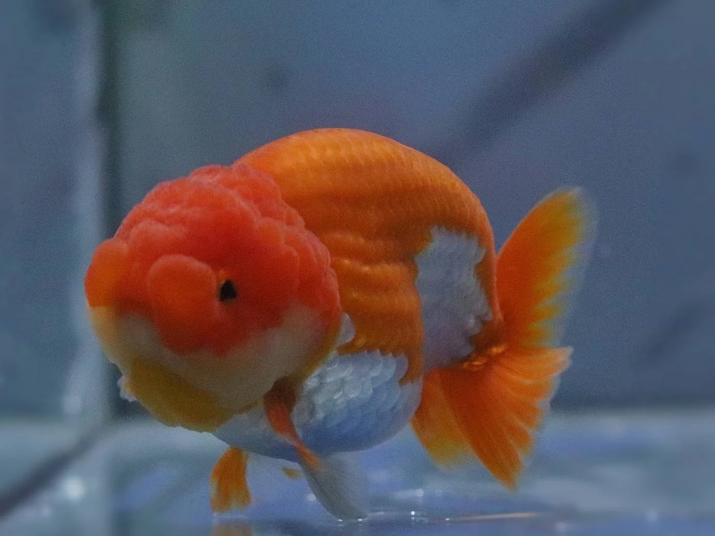 Premium goldfish quality example