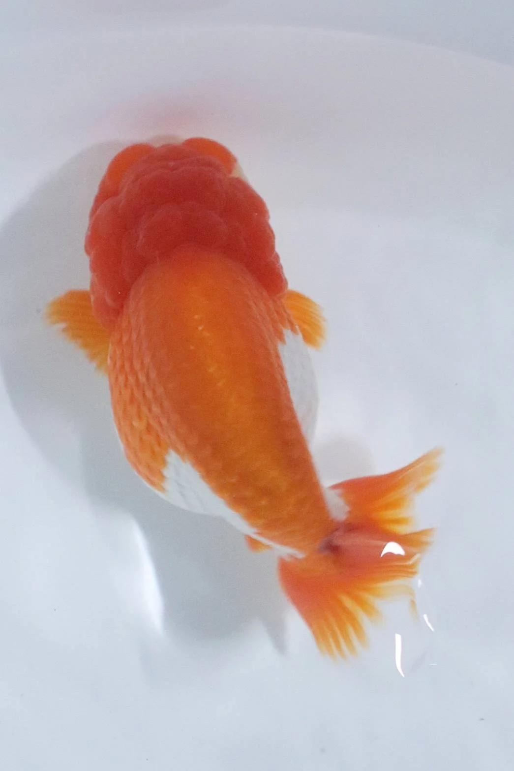 Tropical catfish quality specimen